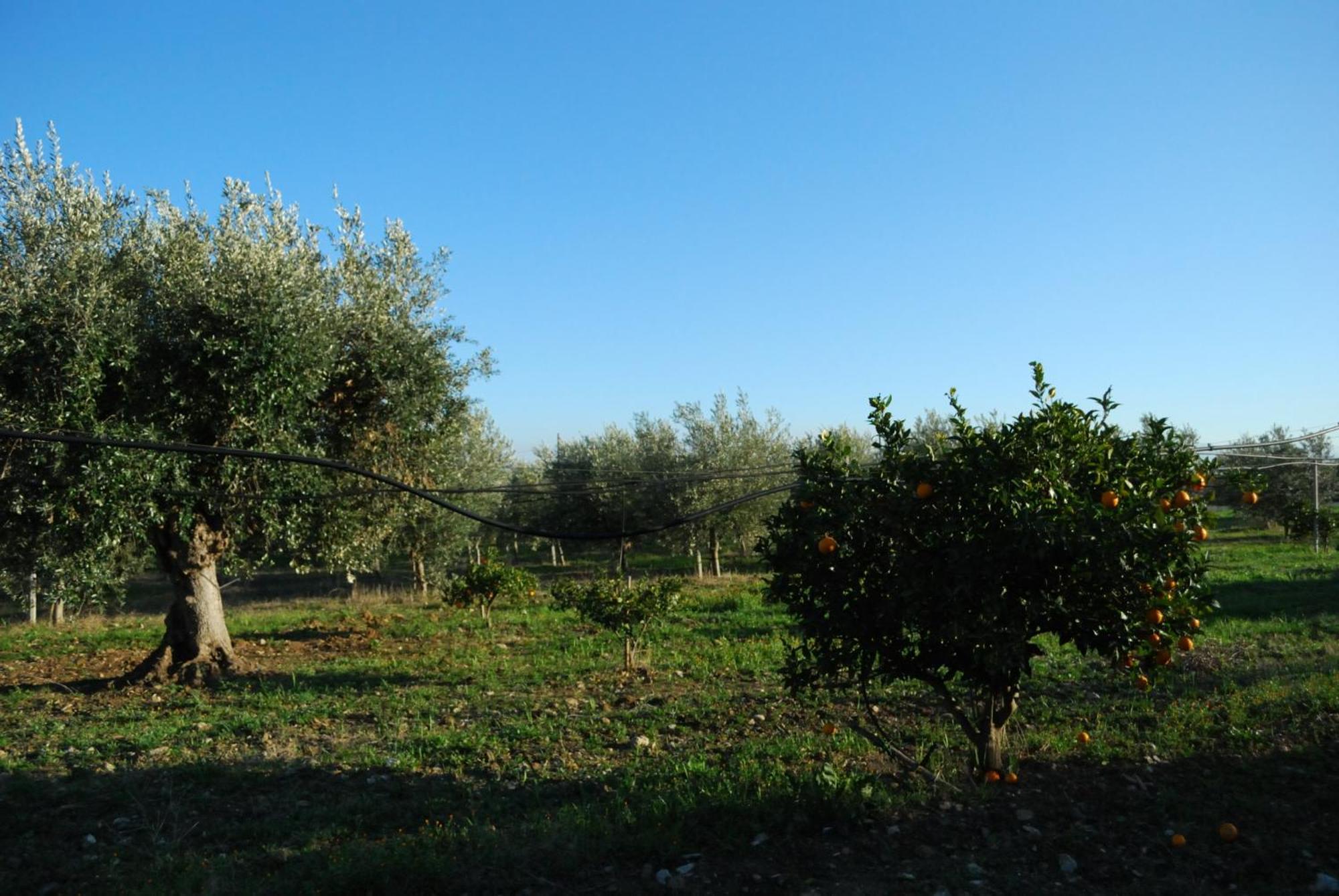 Agriturismo - B&B La Funicolare Francavilla Marittima Exterior foto